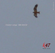 Cristian Lange Sea Eagle Cristian Lange Sea Eagle