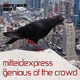 Mitleidexpress The Genius of the Crowd