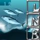 Lophius Rec Bonito 
