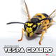 Extesizer Vespa Crabro