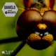 Danielo Mosquito