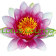 Various Artists - Lotus Lounge Vol.2 Various Artists - Lotus Lounge Vol.2