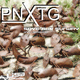 Pn-X-Tg Save Our Sunday