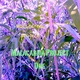 Malacarma Project Malacarma Project One Malacarma Project Malacarma Project One