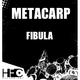 Metacarp Fibula