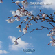 Passalo Springtime