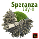 Jay-x - Speranza