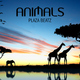 Plaza Beatz Animals