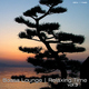 Various Artists Bossa Lounge � Relaxing Time Vol.3 