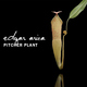 Edgar Ariza - Pitcher Plant