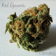 Kid Dynamic Cannabis