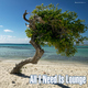 Various Artists - All I Need Is Lounge