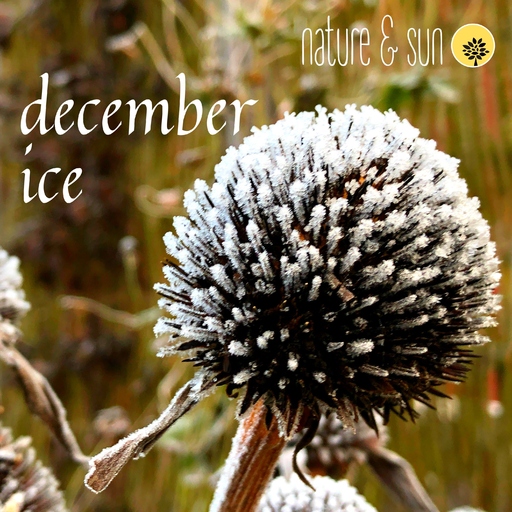 Nature & Sun - December Ice