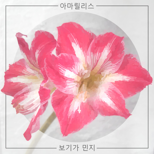 Miga Min-ji - Amaryllis