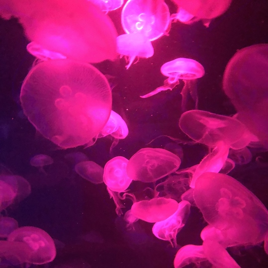 Der Energieberater - Die Sonne